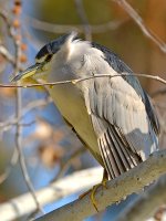 Heron.jpg