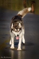 Husky_.jpg