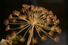 DSC_7405.jpg