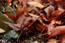 leaves-cr.jpg