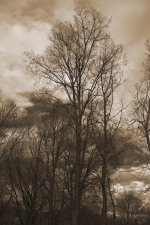 _AAA4212 - Sepia - 2015-01-04 at 15-44-09.jpg