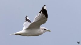 _DSC5620-Edit.jpg