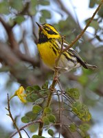 Warbler.jpg
