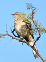 Mockingbird2.jpg