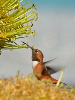 Hummingbird11.jpg
