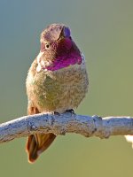Hummingbird5.jpg