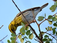 Warbler2.jpg