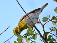 Warbler3.jpg