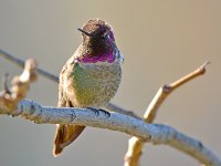 Hummingbird3.jpg