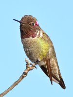 Hummingbird9.jpg