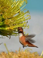Hummingbird10.jpg