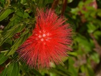 Bottlebrush.jpg