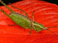 Hopper2.jpg