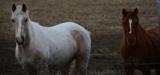 DSC_0742.jpg