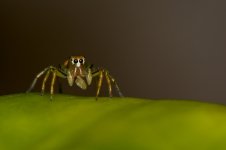 DSC_8049.jpg