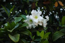monday-moring-at-banbung-8.jpg