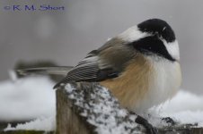 Black-capped Chickadee 013015 01.jpg