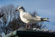 DSC_0652.jpg