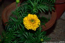 FSC_0621.jpg
