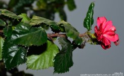 FSC_0633.jpg