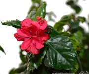 FSC_0635.jpg