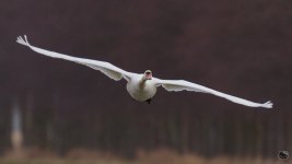 _DSC5853.jpg