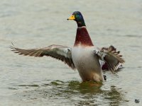 duck001-1.jpg