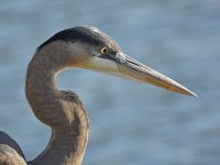 BlueHeron6.jpg
