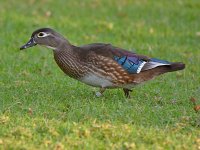 WoodDuck5.jpg