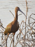 Ibis3.jpg
