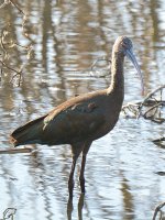 Ibis9.jpg