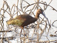 Ibis4.jpg