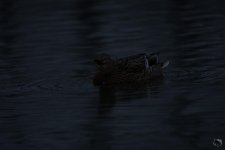 _DSC5770-2.jpg