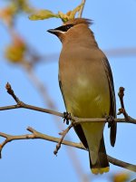 Waxwing3.jpg