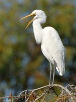 Egret3.jpg