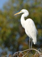Egret6.jpg