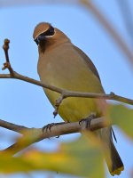 Waxwing4.jpg