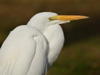 Egret.jpg