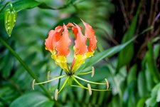 DSC_8118.jpg