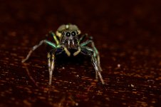 DSC_8114.jpg