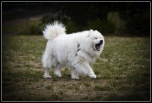 Samoyed.jpg