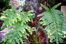 2-1-15 Arboredum   1.jpg