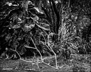 2-1-15 Arboredum   6.jpg