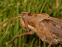 Hopper.jpg