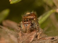 WolfSpider.jpg