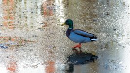 DSC_0464.jpg