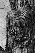 Bark (1 of 1).jpg