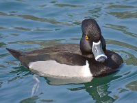 RingNeck6.jpg