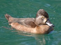 RingNeck3.jpg