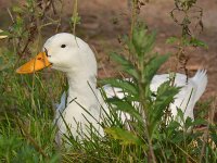 Duck.jpg